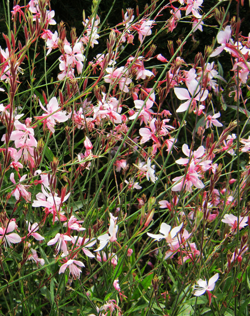 Gaura lindheimerii `The Bride`